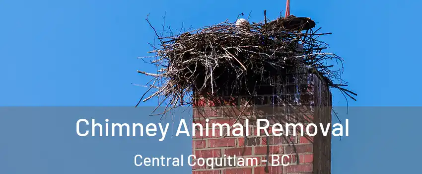 Chimney Animal Removal Central Coquitlam - BC