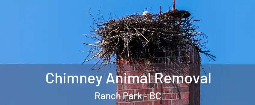 Chimney Animal Removal Ranch Park - BC